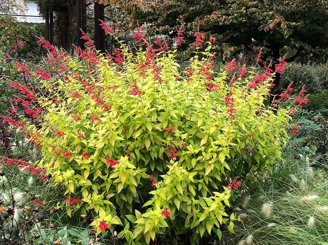 Salvia elegans 'Golden Delicious' en automne dans le parc de Passy, Paris 16e (75)