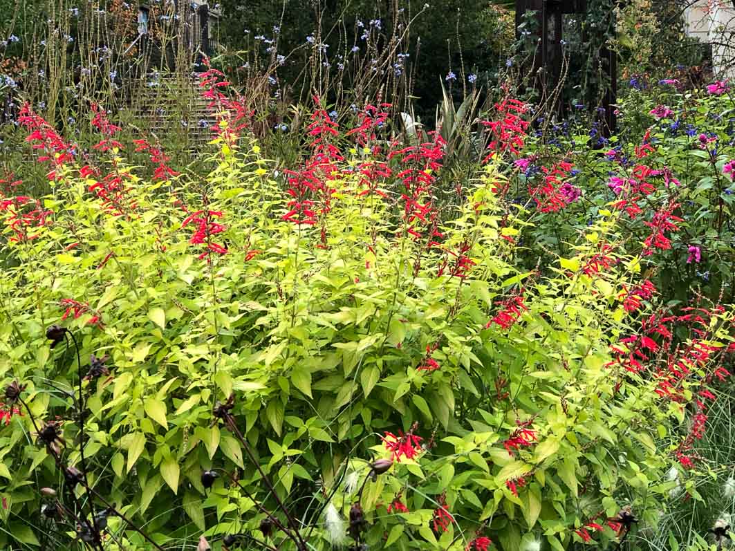 Salvia elegans 'Golden Delicious' en automne dans le parc de Passy, Paris 16e (75)