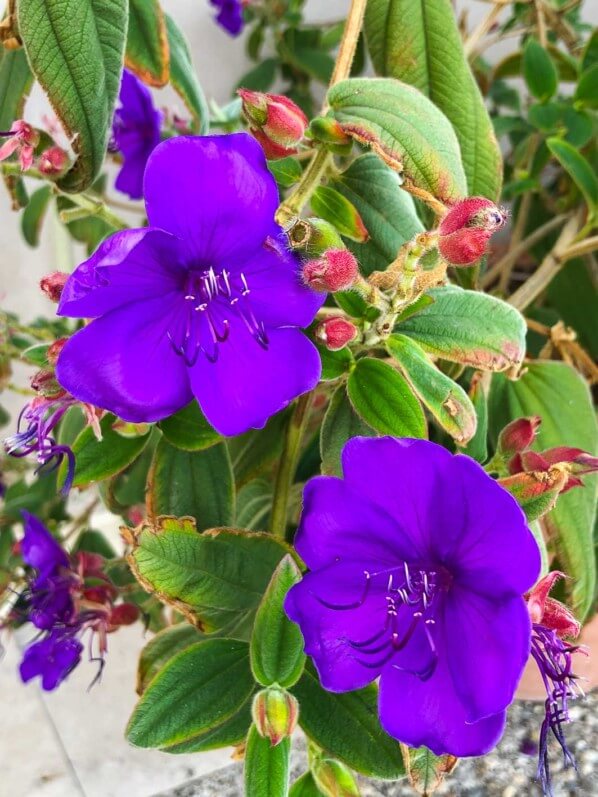 Tibouchina urvilleana, voyage en Sicile avec l'AJJH, Sicile, Italie