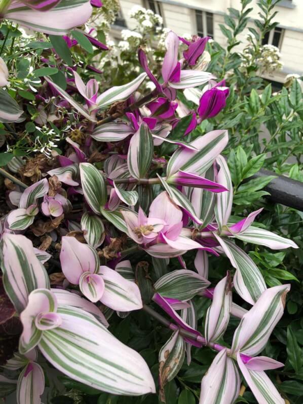 Tradescantia 'Nanouk' en automne sur mon balcon parisien, Paris 19e (75)