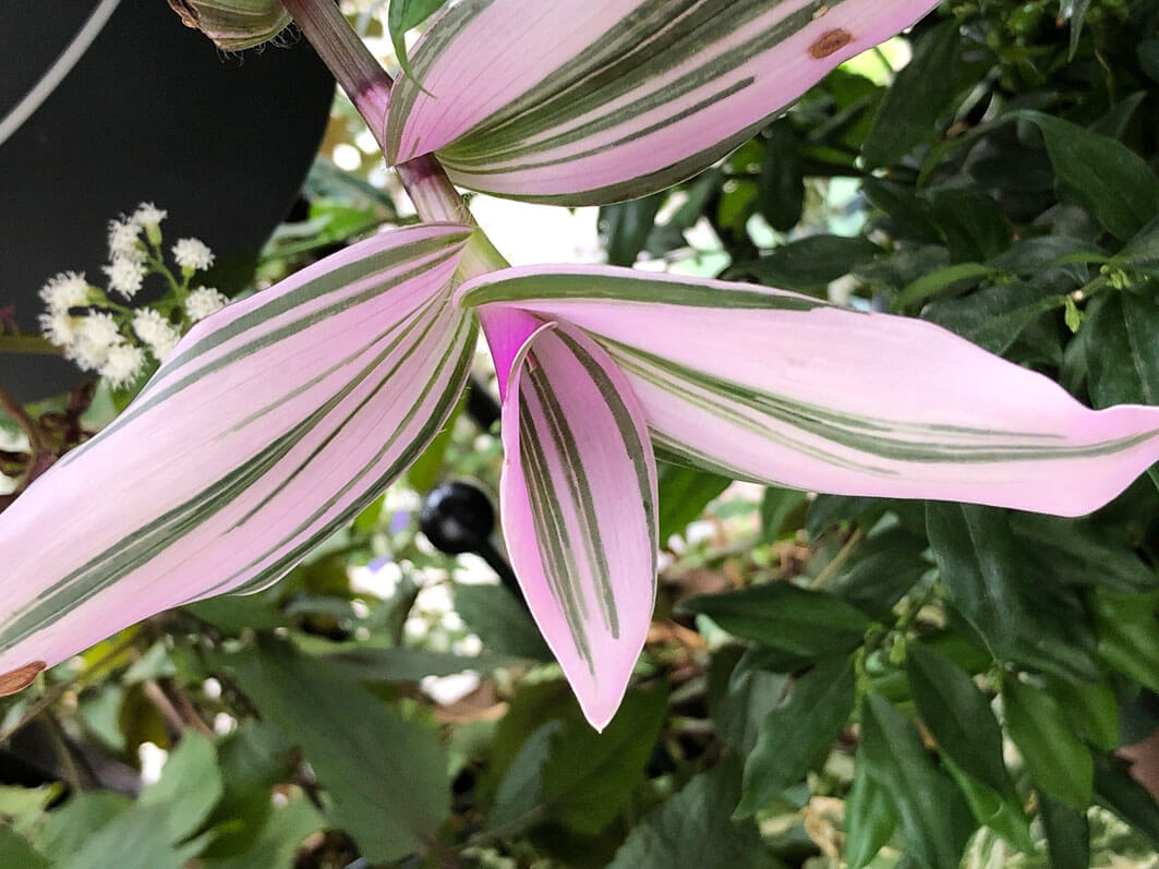 Tradescantia 'Nanouk' en automne sur mon balcon parisien, Paris 19e (75)