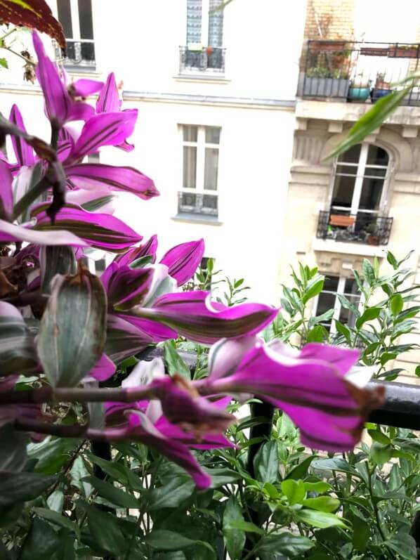 Tradescantia 'Nanouk' en début d'automne sur mon balcon parisien, Paris 19e (75)