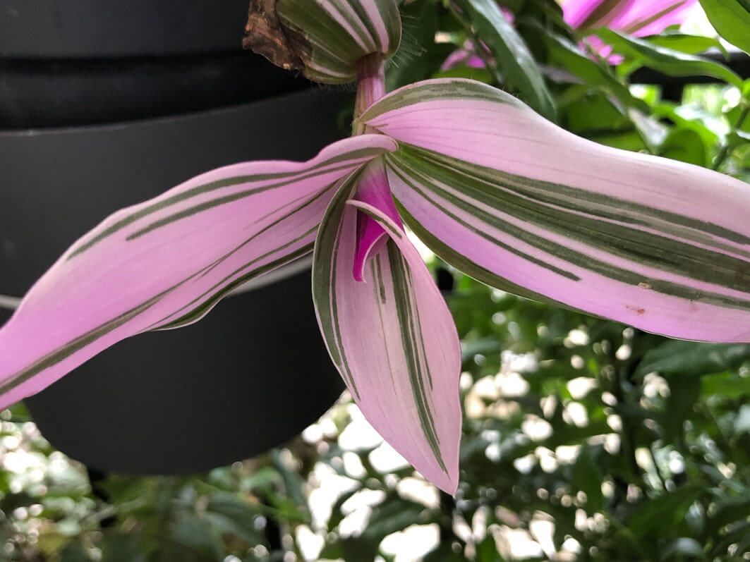 Tradescantia 'Nanouk' en début d'automne sur mon balcon parisien, Paris 19e (75)