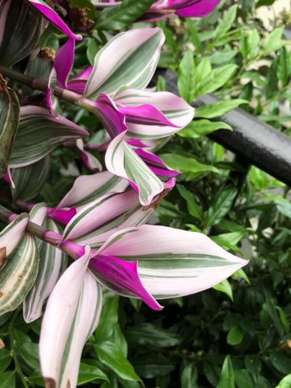 Tradescantia 'Nanouk' en début d'automne sur mon balcon parisien, Paris 19e (75)