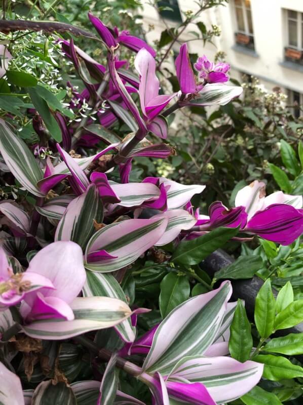 Tradescantia 'Nanouk' en début d'automne sur mon balcon parisien, Paris 19e (75)