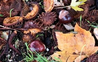 Marrons tombés au sol en début d'automne dans le Jardin des Plantes, Paris 5e (75)
