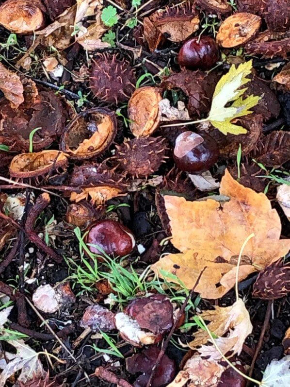 Marrons tombés au sol en début d'automne dans le Jardin des Plantes, Paris 5e (75)