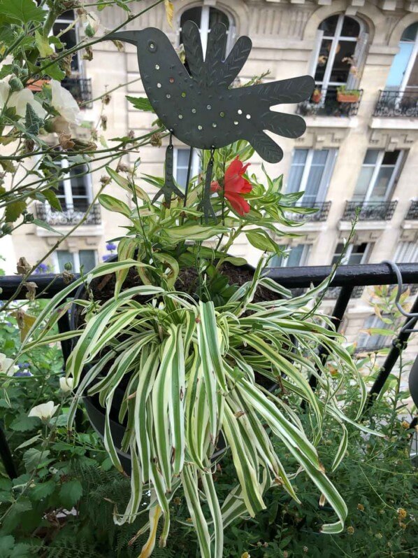 Potée de plantes vivaces, Alstroemeria, en début d'automne sur mon balcon parisien, Paris 19e (75)