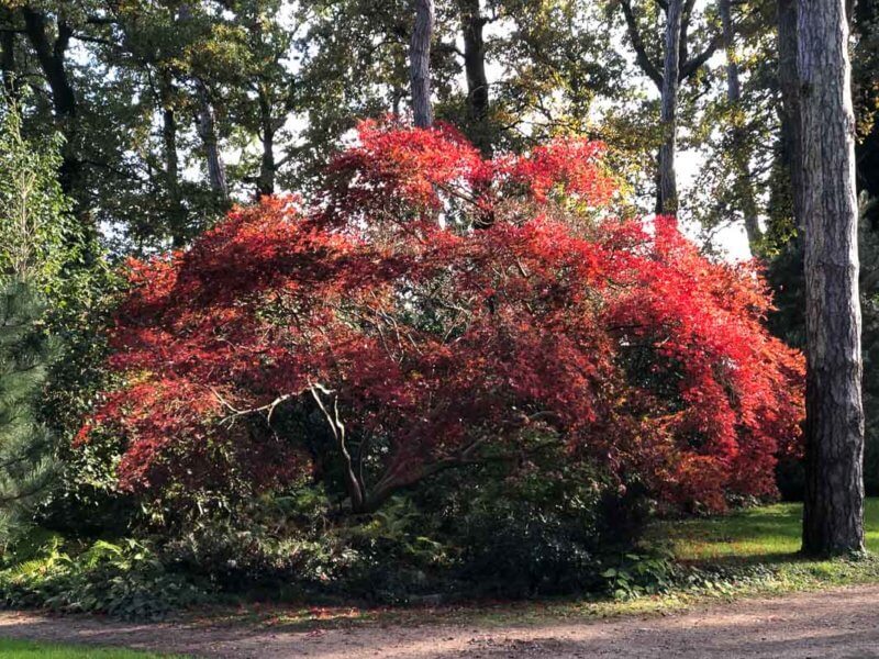 Érable du Japon au feuillage flamboyant en automne dans le parc floral, Paris 12e (75)