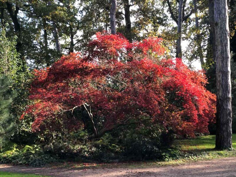 Érable du Japon au feuillage flamboyant en automne dans le parc floral, Paris 12e (75)