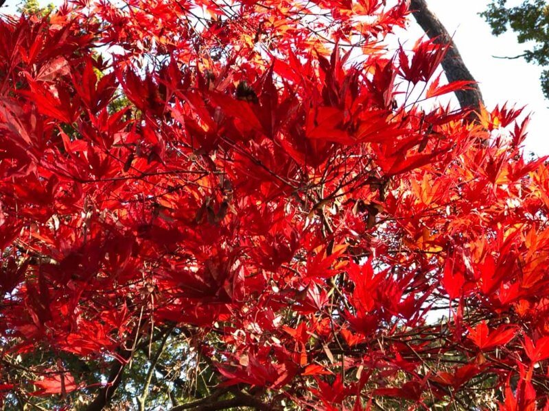 Érable du Japon au feuillage flamboyant en automne dans le parc floral, Paris 12e (75)