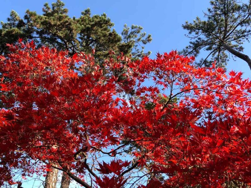 Érable du Japon au feuillage flamboyant en automne dans le parc floral, Paris 12e (75)