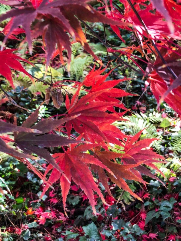 Érable du Japon au feuillage flamboyant en automne dans le parc floral, Paris 12e (75)