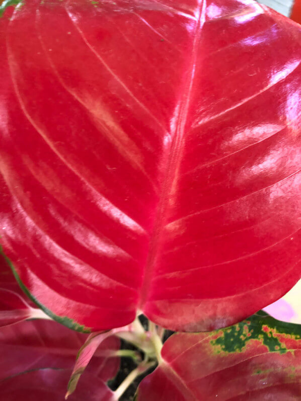 Impossible de faire plus rouge que l Aglaonema Super Red  