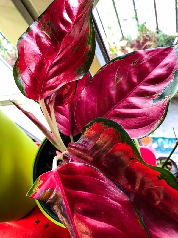 Aglaonema 'Super Red Star', plante d'intérieur, Paris 19e (75)