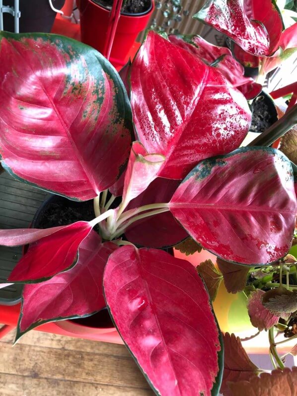 Aglaonema 'Super Red Star', plante d'intérieur, Paris 19e (75)