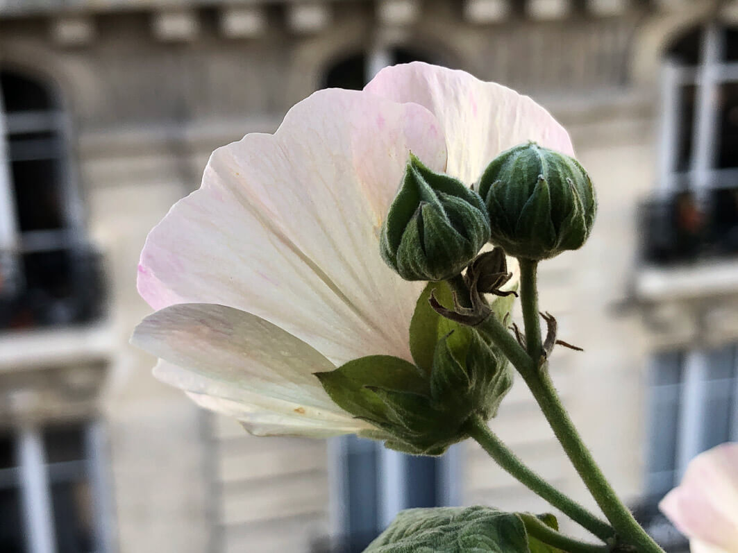 Lire la suite à propos de l’article Transparence d’une fleur tardive d’Alcathea ‘Parkallee’