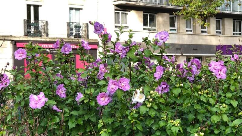 Althéa (Hibiscus syriacus) en pleine floraison en automne dans Paris 12e (75)