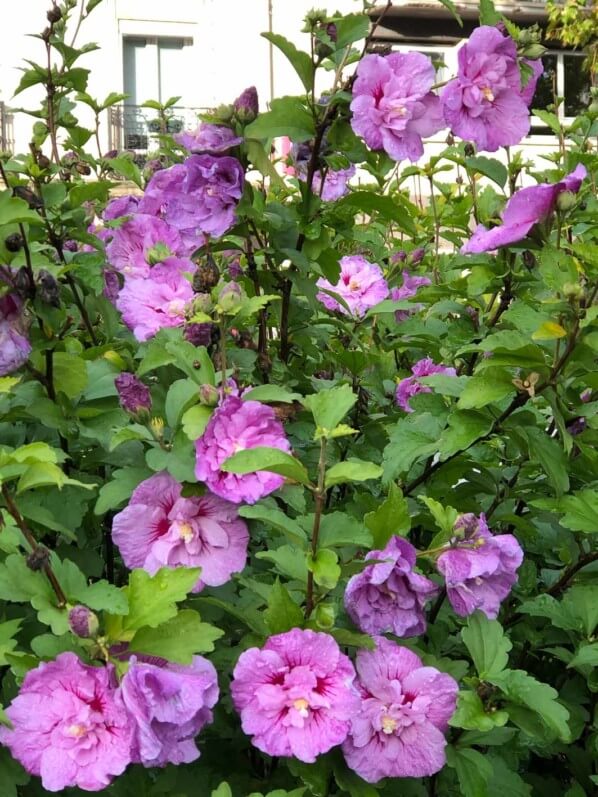 Althéa (Hibiscus syriacus) en pleine floraison en automne dans Paris 12e (75)