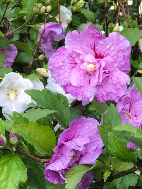 Althéa (Hibiscus syriacus) en pleine floraison en automne dans Paris 12e (75)