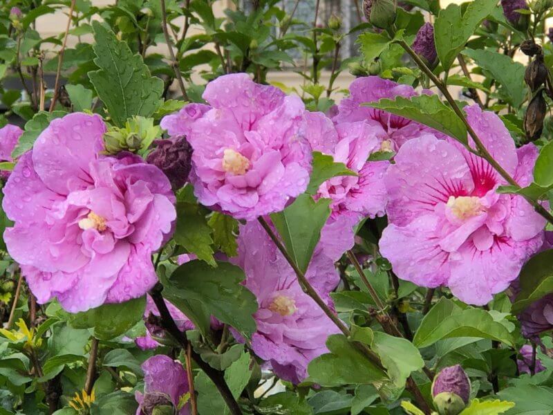 Althéa (Hibiscus syriacus) en pleine floraison en automne dans Paris 12e (75)