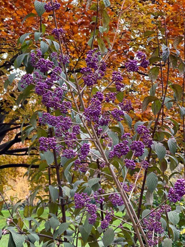 Fruits d'un Callicarpa en automne dans le parc Monceau, Paris 19e (75)