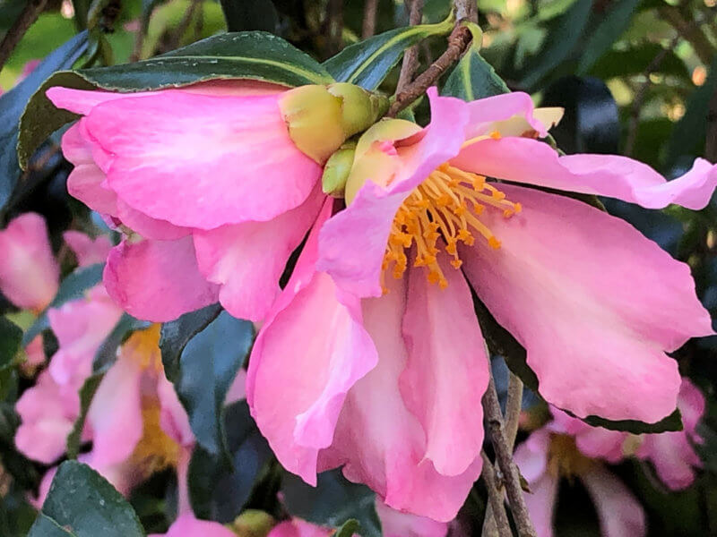 Camellia sasanqua 'Totenko' en automne dans le parc floral, Paris 12e (75)