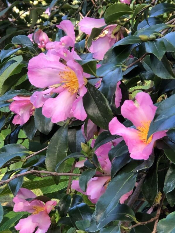 Camellia sasanqua 'Totenko' en automne dans le parc floral, Paris 12e (75)