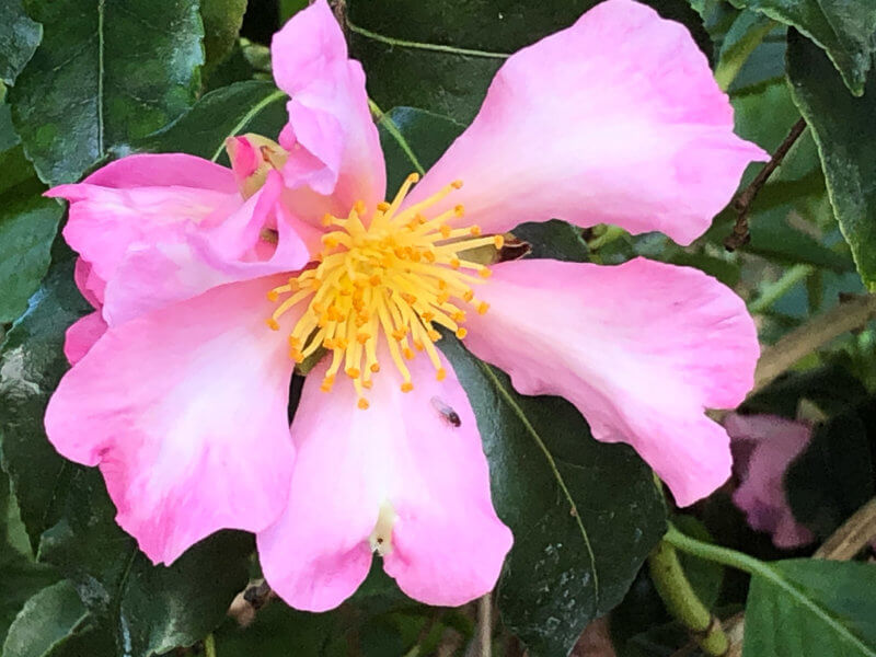 Camellia sasanqua 'Totenko' en automne dans le parc floral, Paris 12e (75)