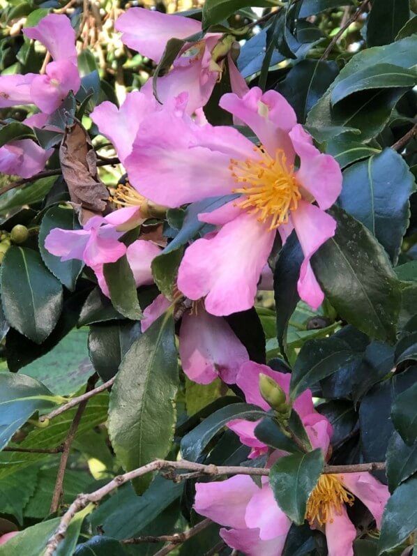 Camellia sasanqua 'Totenko' en automne dans le parc floral, Paris 12e (75)