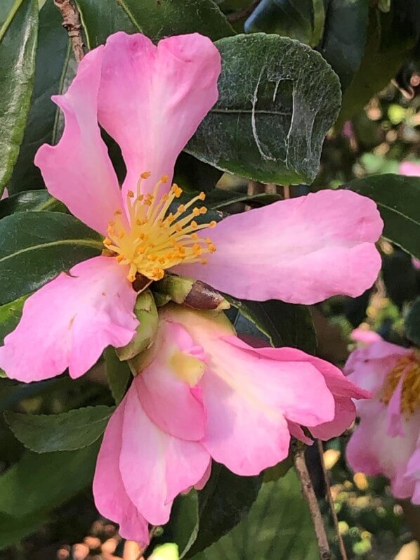 Camellia sasanqua 'Totenko' en automne dans le parc floral, Paris 12e (75)