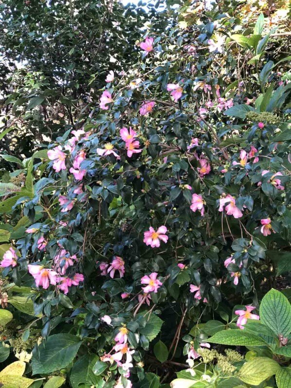 Camellia sasanqua 'Totenko' en automne dans le parc floral, Paris 12e (75)