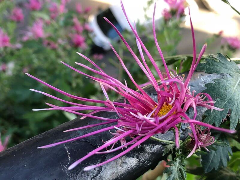 Chrysanthème ‘Goshoma Haru’, Chrysanthemum 'Goshoma Haru', en automne sur mon balcon parisien, Paris 19e (75)