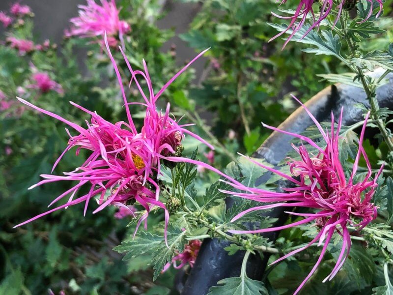 Chrysanthème ‘Goshoma Haru’, Chrysanthemum 'Goshoma Haru', en automne sur mon balcon parisien, Paris 19e (75)