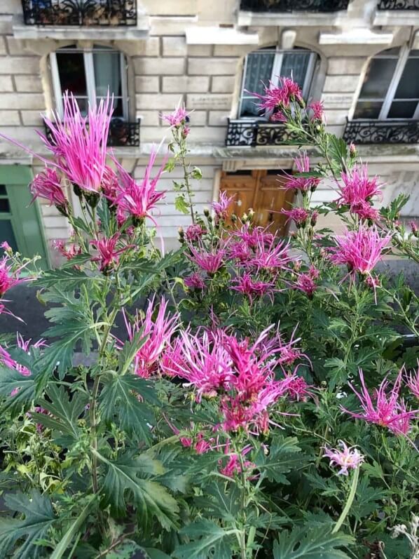 Chrysanthème ‘Goshoma Haru’, Chrysanthemum 'Goshoma Haru', en automne sur mon balcon parisien, Paris 19e (75)