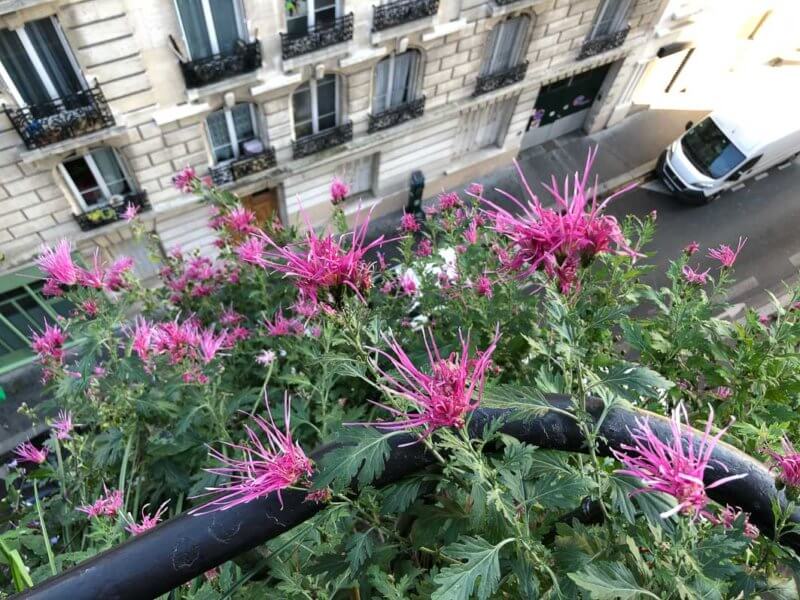 Chrysanthème ‘Goshoma Haru’, Chrysanthemum 'Goshoma Haru', en automne sur mon balcon parisien, Paris 19e (75)