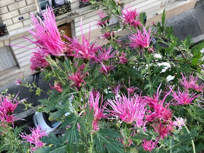 Chrysanthème ‘Goshoma Haru’, Chrysanthemum 'Goshoma Haru', en automne sur mon balcon parisien, Paris 19e (75)