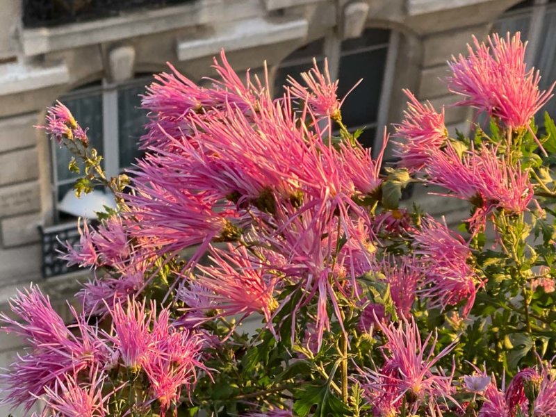 Chrysanthème, Chrysanthemum 'Goshoma Haru', en automne sur mon balcon parisien, Paris 19e (75)