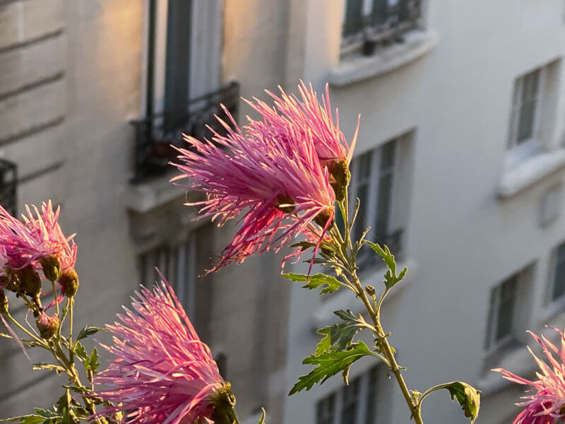 Chrysanthème, Chrysanthemum 'Goshoma Haru', en automne sur mon balcon parisien, Paris 19e (75)
