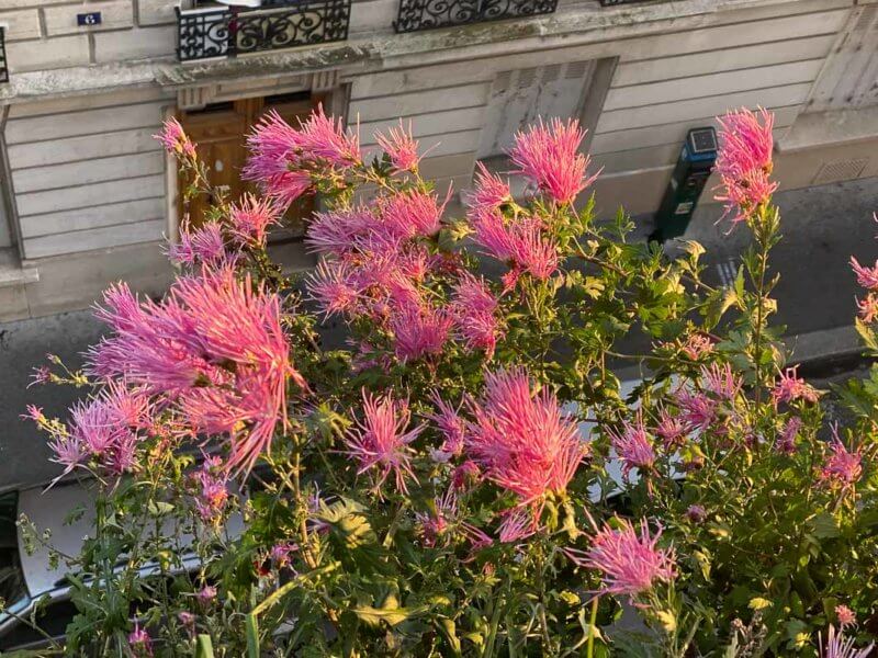 Chrysanthème, Chrysanthemum 'Goshoma Haru', en automne sur mon balcon parisien, Paris 19e (75)