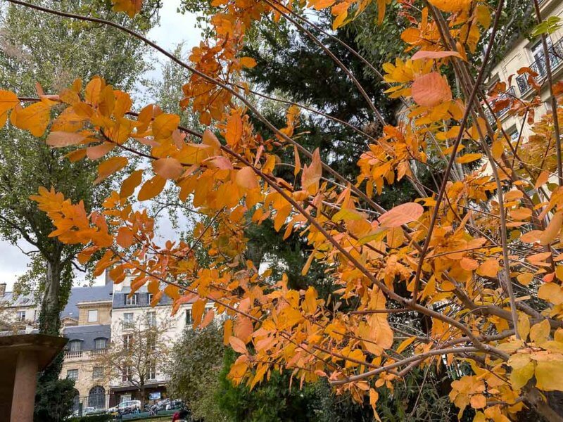 Arbre aux perruques, Cotinus coggygria, feuillage d'automne, Paris 7ème (75)