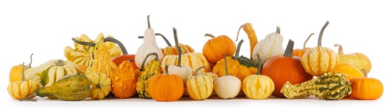 Assortiment de courges, Cucurbitacées, photo AdobeStock 284635437 yellowj