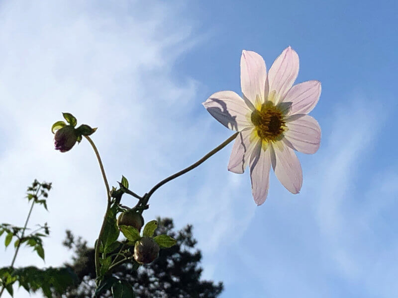 Dahlia apiculata en automne dans le parc floral, Paris 12e (75)