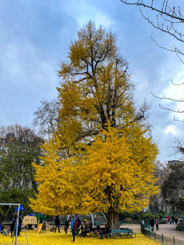 Ginkgo biloba en automne dans le parc Monceau, Paris 19e (75)