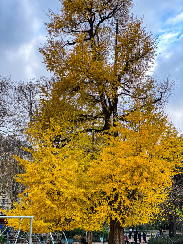 Ginkgo biloba en automne dans le parc Monceau, Paris 19e (75)