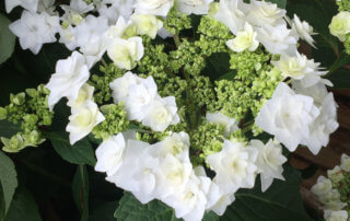 Hydrangea 'Wedding Grown'