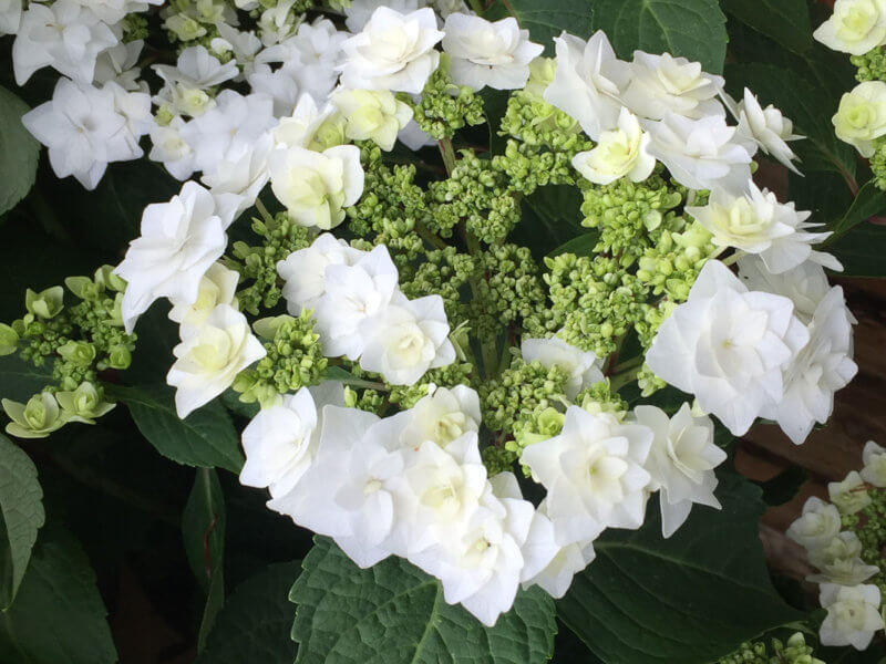 Hydrangea 'Wedding Grown'