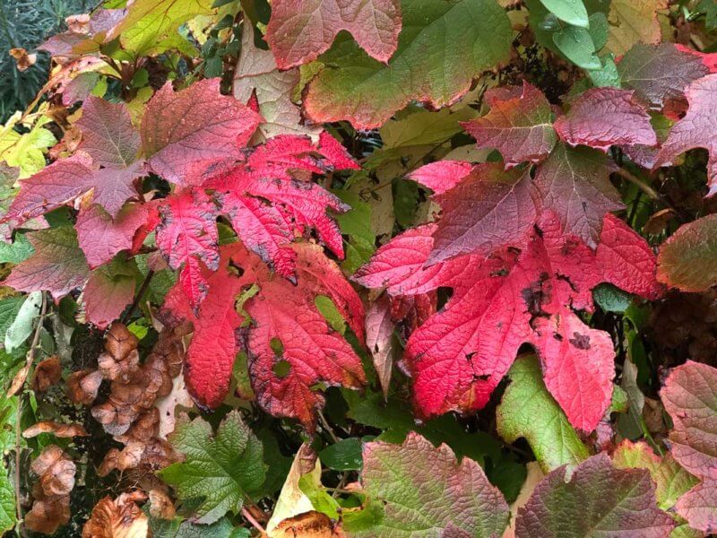 Hydrangea quercifolia, couleurs d'automne, cimetière du Père Lachaise, Paris 20ème (75)