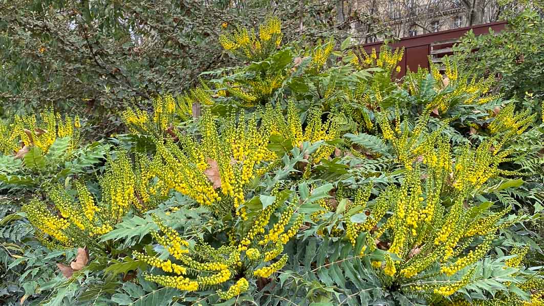 Mahonia x media en automne dans le parc Monceau, Paris 19e (75)