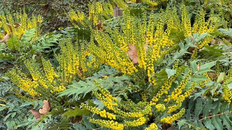 Mahonia x media en automne dans le parc Monceau, Paris 19e (75)